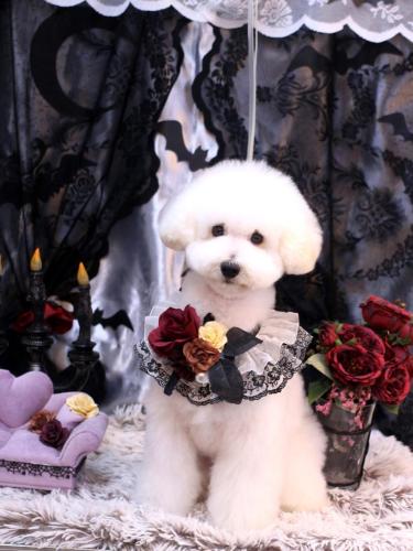 20231029ちくわくん